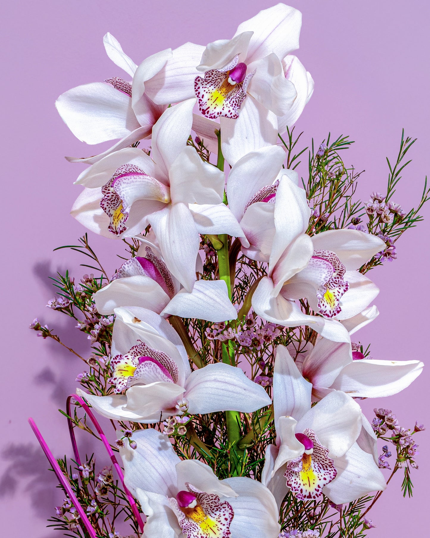 Blush Orchid Elegance