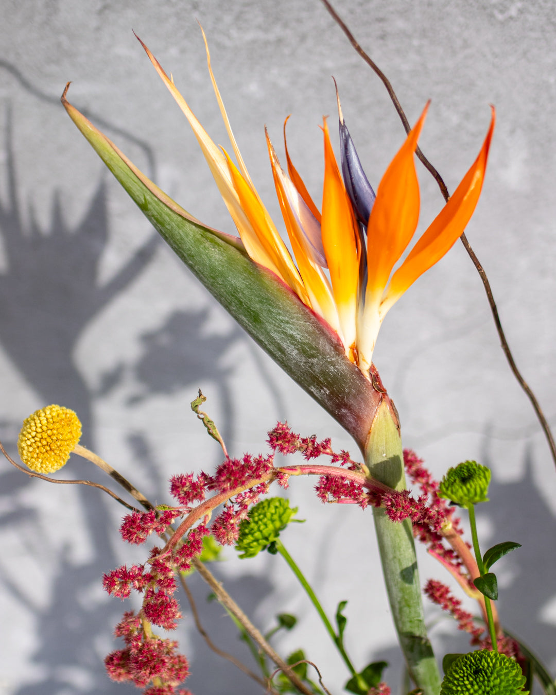 Exotic beauty - Set of 2