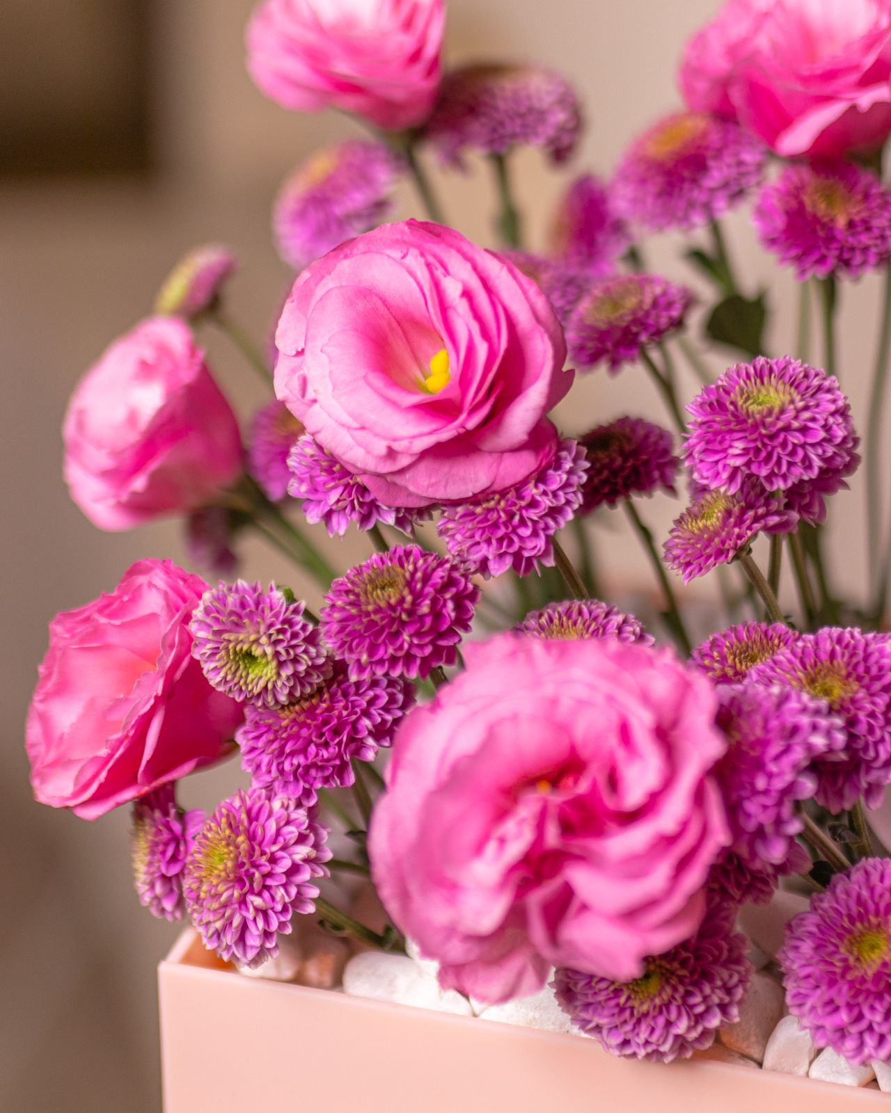 Sugar Rose