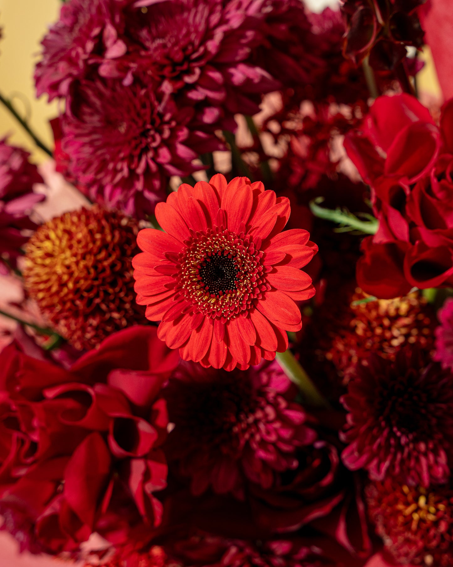 Crimson Velvet