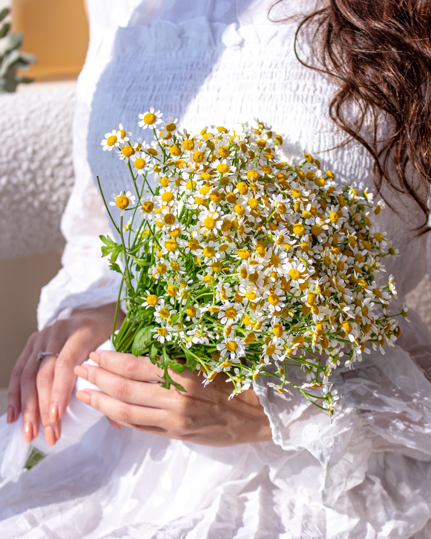 Daisy Queen